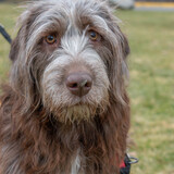 Entry image for Pixie