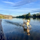 Entry image for Poppy