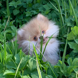 Entry image for Samson 