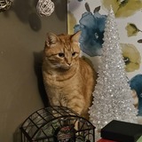 Entry image for Milady