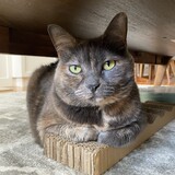 Entry image for Stella