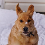 Entry image for Tuffy