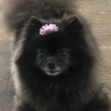 Entry image for Lexi