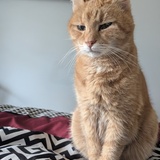 Entry image for Doggo