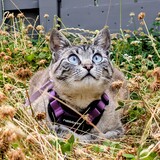 Entry image for Tilly 