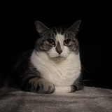 Entry image for Zoey