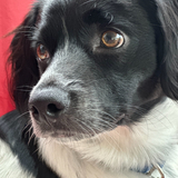 Entry image for Ermi