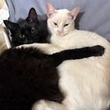 Entry image for Yin and Yang