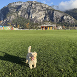 Entry image for Bella