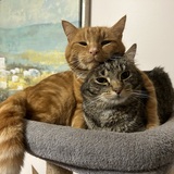 Entry image for Tony and Ed Sheeran