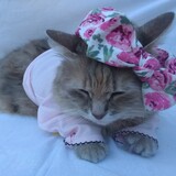 Entry image for lily