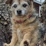 Entry image for Lulu