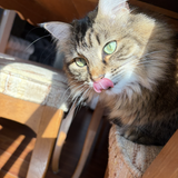 Entry image for Willow