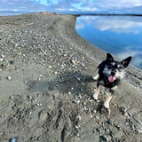 Entry image for Alice