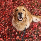 Entry image for Bones