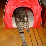 Entry image for Miss Mousie