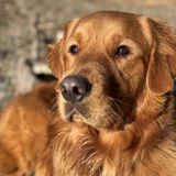 Entry image for Wayon