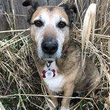 Entry image for Louie Lowrider (formerly known as Prime)