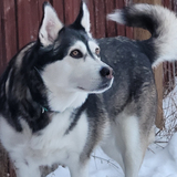 Entry image for Sandi