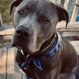 Entry image for Angus