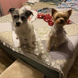 Entry image for Maggie May and Rascal