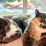 Entry image for Westley and Buttercup