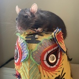 Entry image for Gertrude