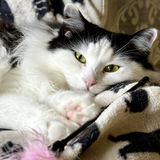 Entry image for Coco Chanel