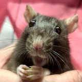 Entry image for Codette