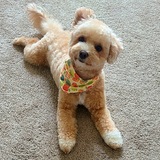 Entry image for Harley 