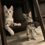 Entry image for Silver and Shadow