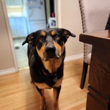 Entry image for Marley