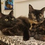 Entry image for Ophelia and Olivia