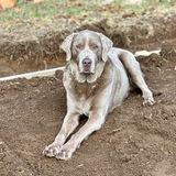 Entry image for Baloo