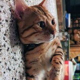 Entry image for Barley Beefcake 