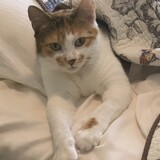 Entry image for Cleo