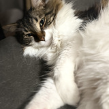 Entry image for Loki