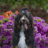 Entry image for Dash