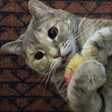 Entry image for Iris