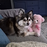 Entry image for Lacey