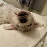 Entry image for Finley