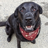 Entry image for Molly