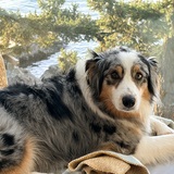 Entry image for Suvi 