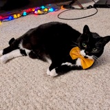 Entry image for Jessie