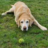 Entry image for Rocky