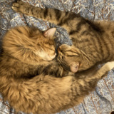 Entry image for Leo and Tiger