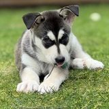 Entry image for Noel 