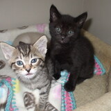 Entry image for Peanut & Boo