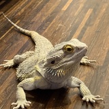 Entry image for Frilly Smith