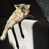 Entry image for Finley